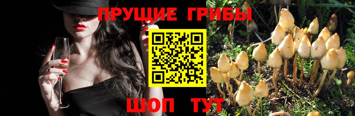 Галлюциногенные грибы Psilocybe Дзержинский